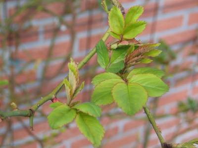 spring roses 6